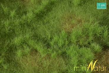 Auenwiese niedrig, Frühling